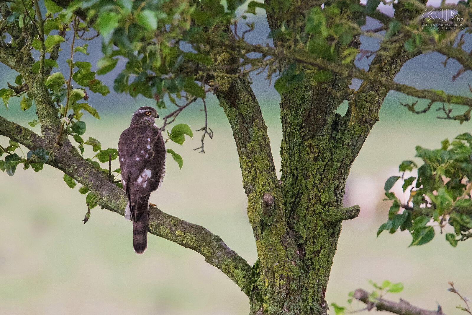 Birds of prey - Northern goshawk A Northern goshawk (Accipiter gentilis) in the pear tree at the back of our garden in Scherpenheuvel. Stefan Cruysberghs